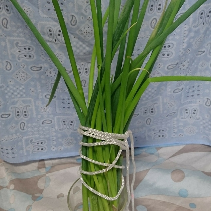 長ねぎの再生して使う保存方法~✨節約レシピ